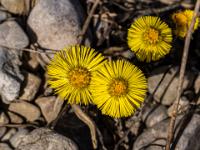 Huflattich Blütentrio